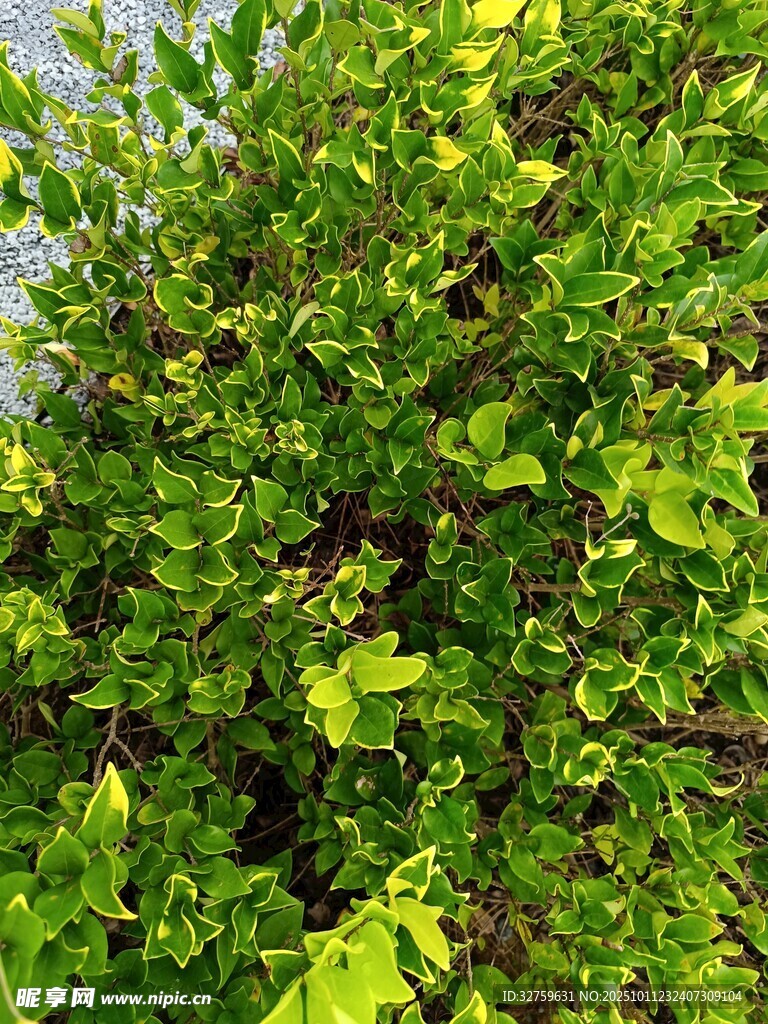 翠绿繁茂的植物景观