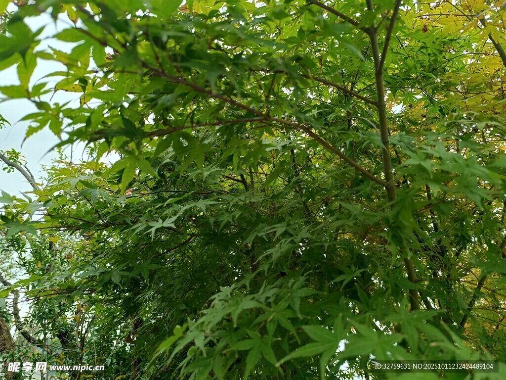 茂密绿植景观
