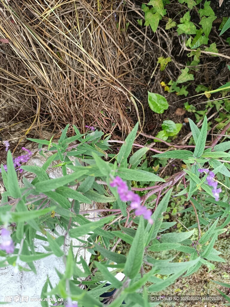 草丛中的紫色小花