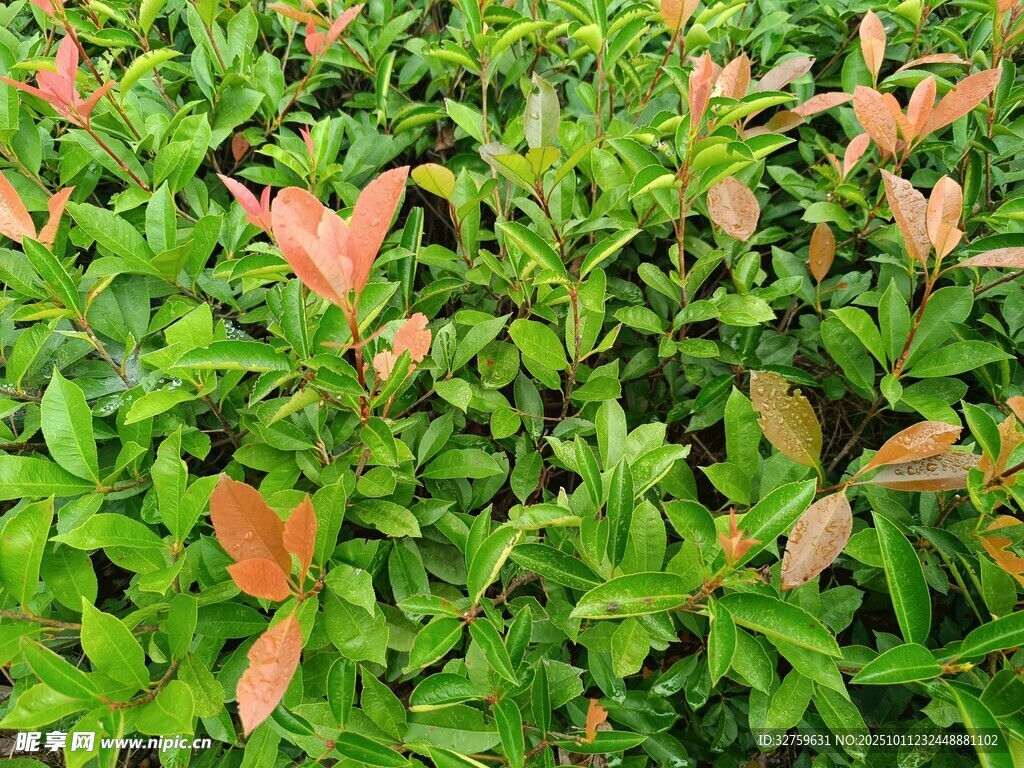 绿叶与红叶交织的植物景观