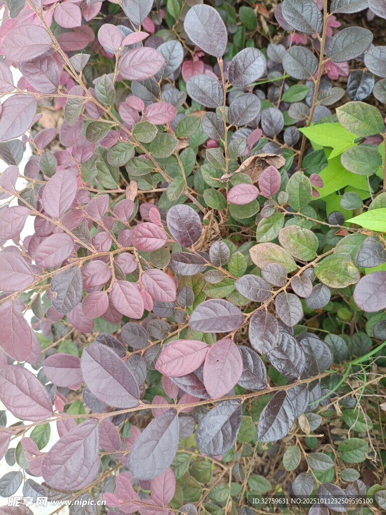 紫叶植物特写