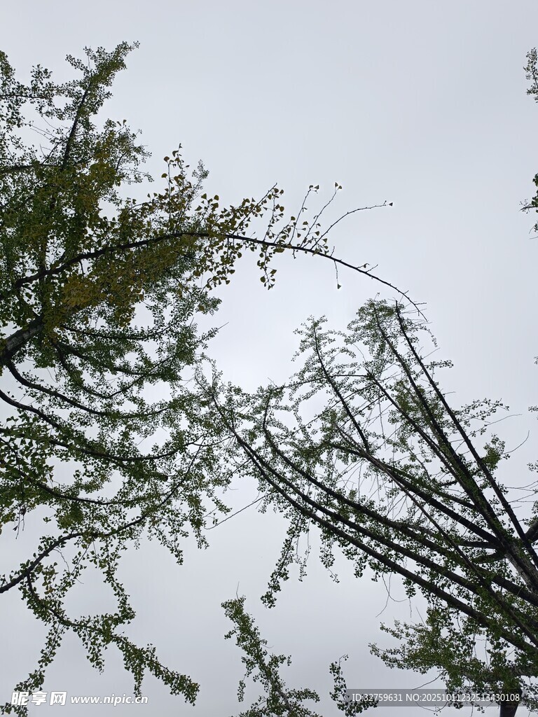 天空下的繁茂树枝