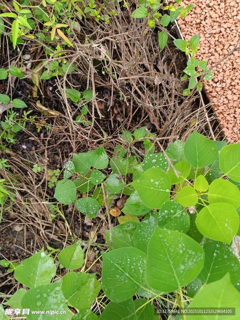 地面绿植与碎石景观
