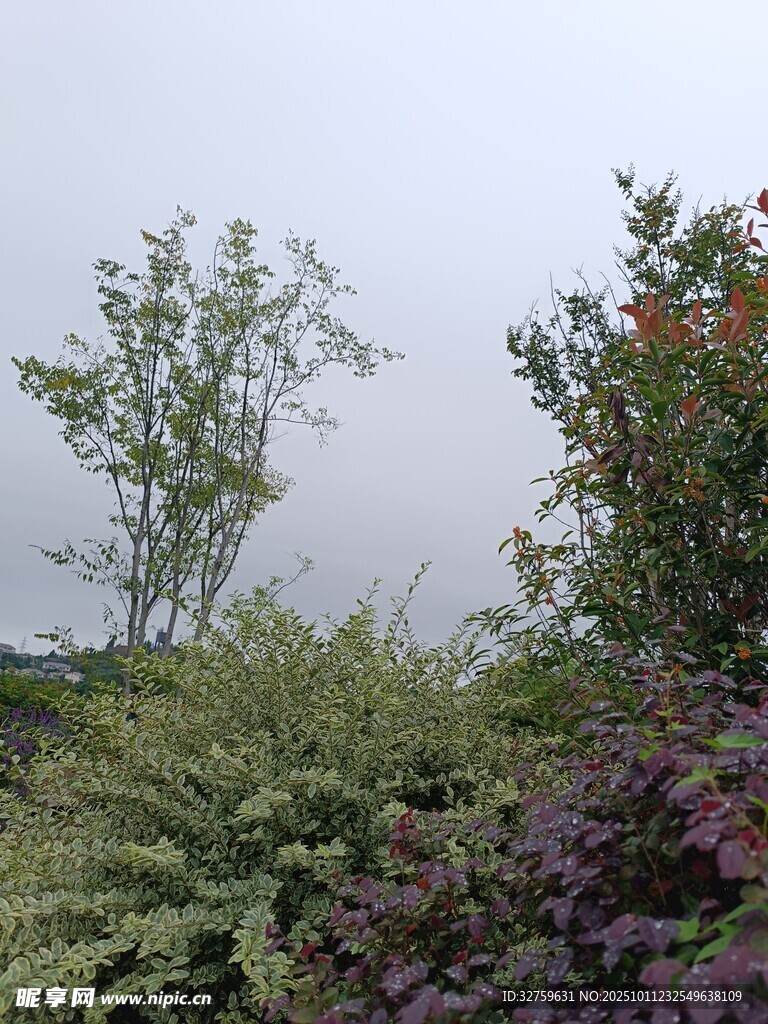 多样绿植景观