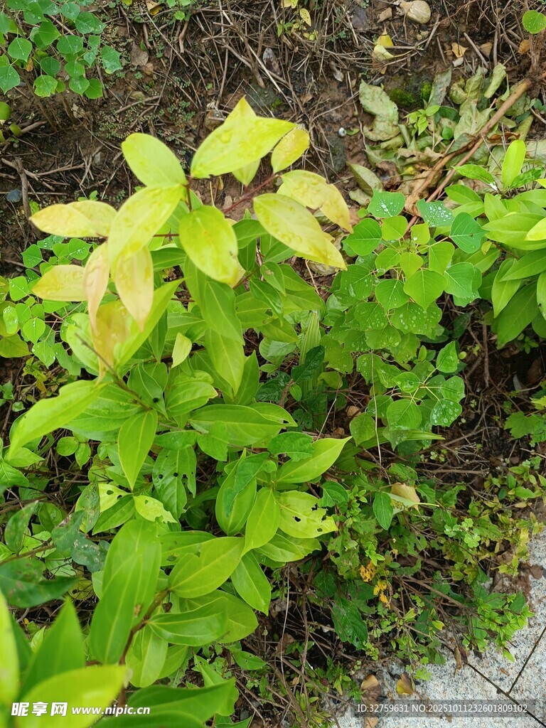 绿叶植物特写