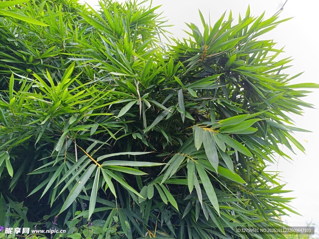 翠绿竹林 