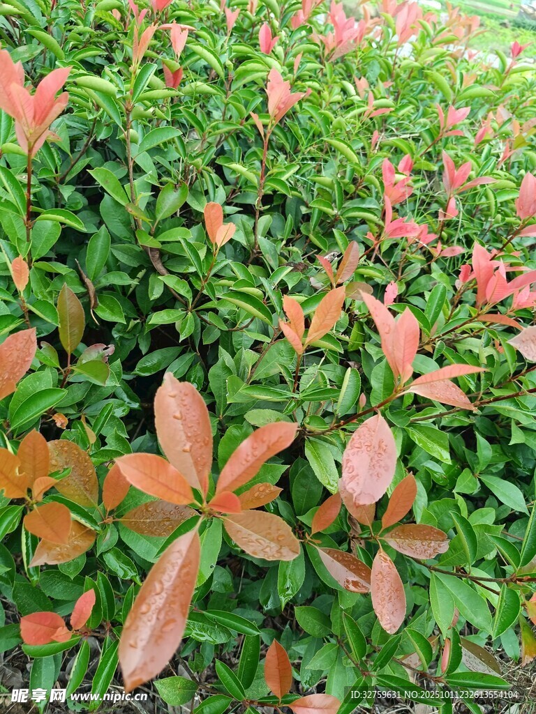 色彩斑斓的彩叶植物