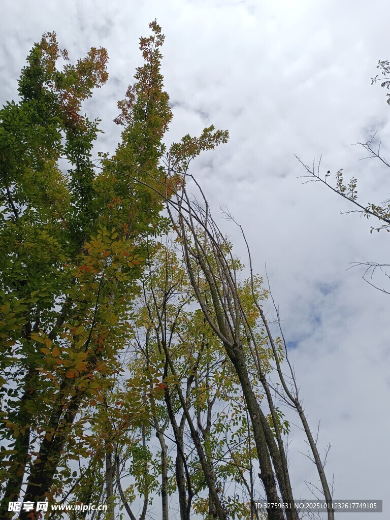 秋日树梢与天空景致