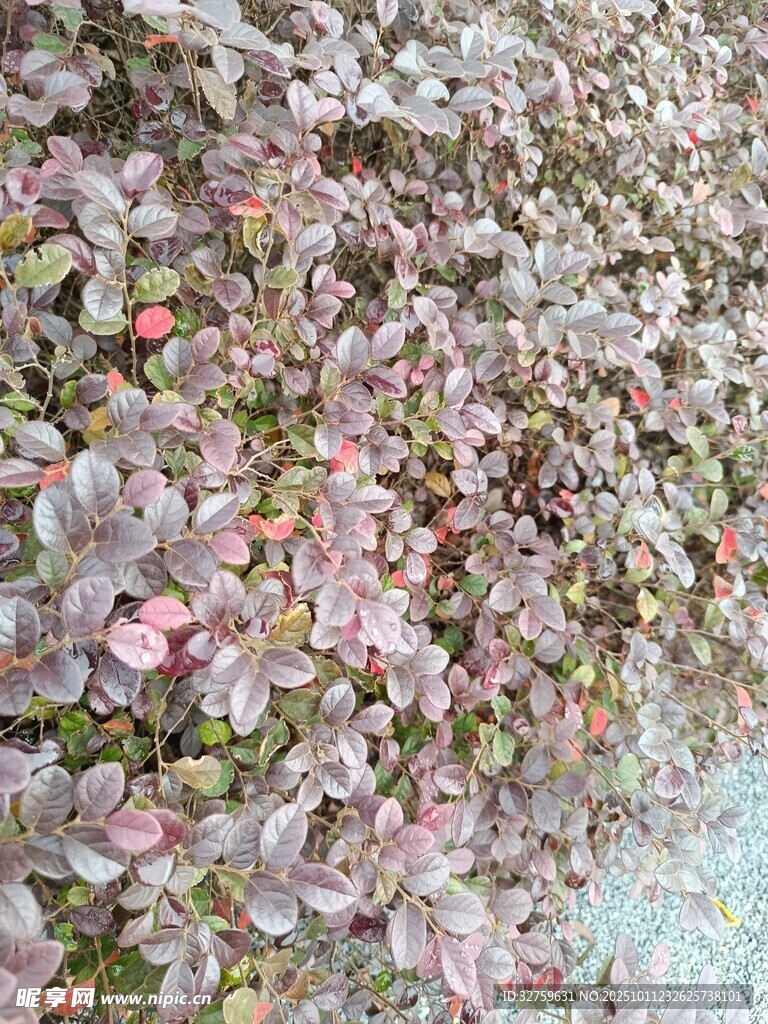 粉色花卉簇拥的美丽景象
