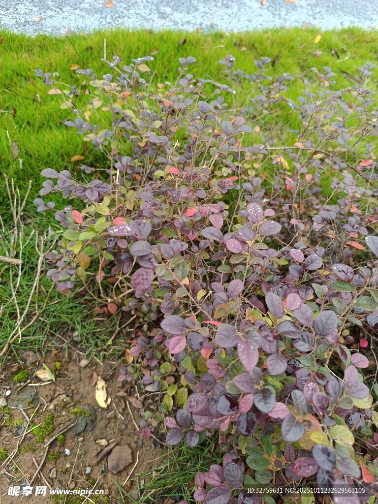 紫色叶片植物特写
