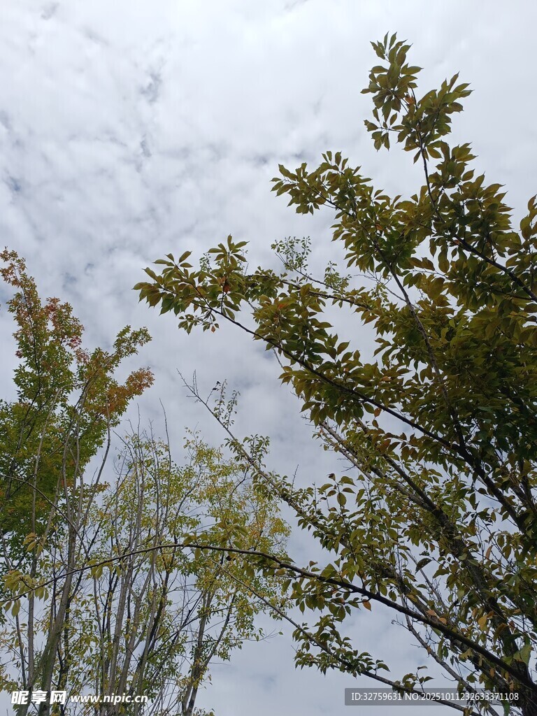 秋日树梢与天空景致