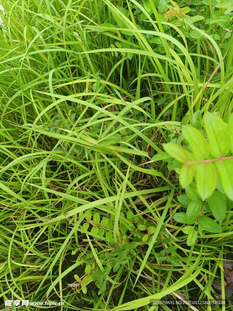 翠绿丛生的鲜嫩野草