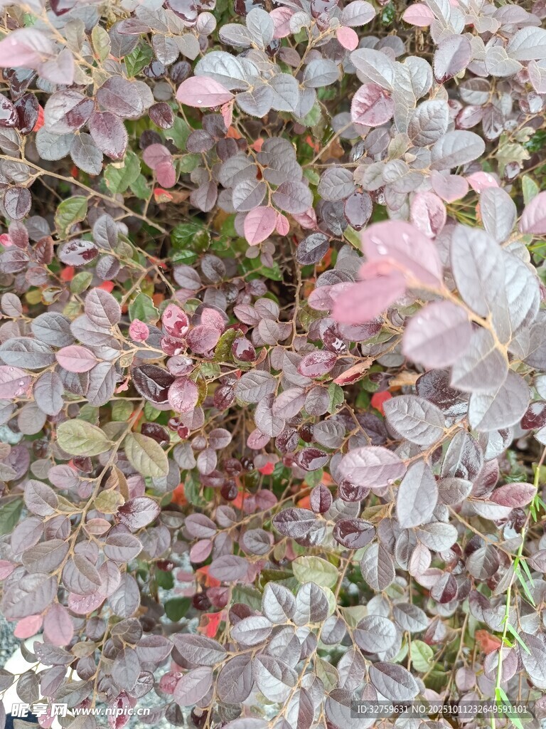 粉色花卉特写