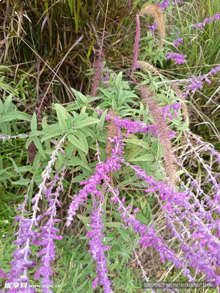 紫色穗状野花绽放草丛