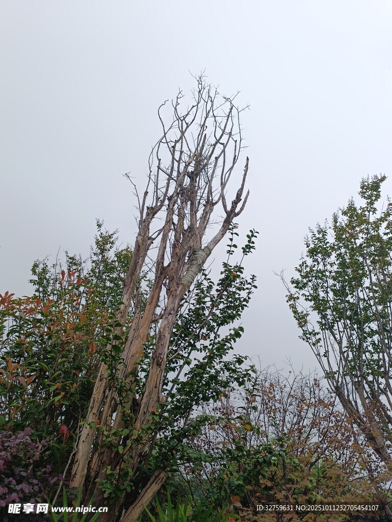 枯树与绿植的自然景致