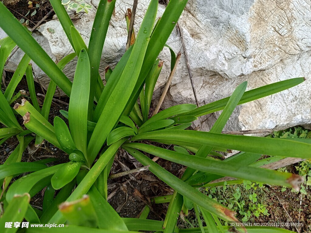 石旁翠绿植物生机勃勃