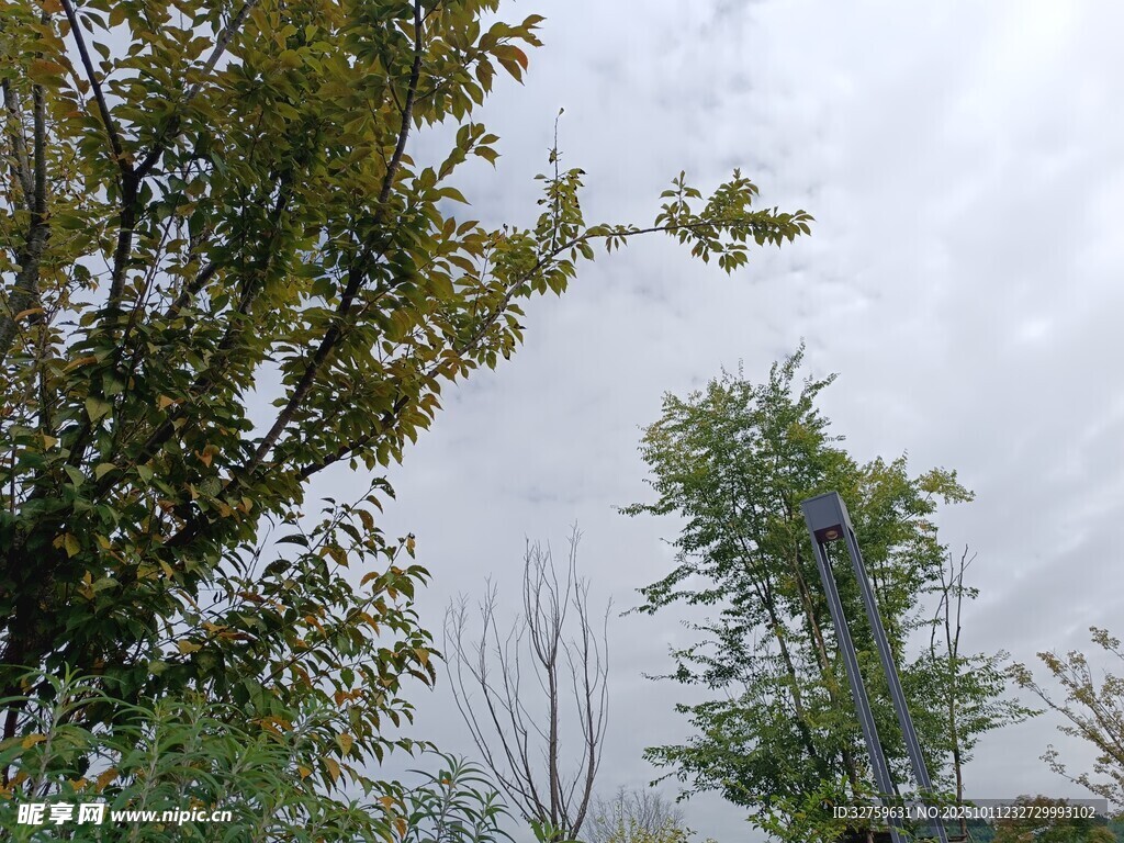 阴天中的树木景观