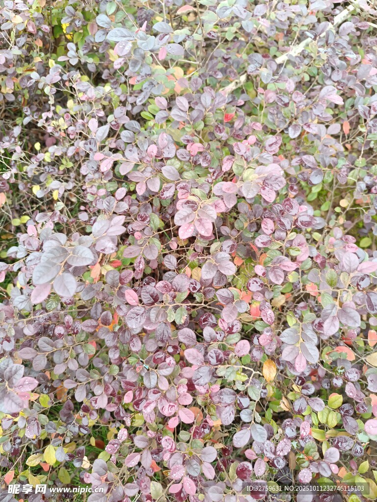 繁花盛开的烂漫景象
