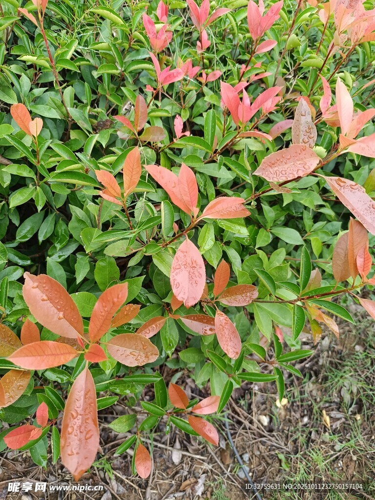 彩叶灌木植物景观
