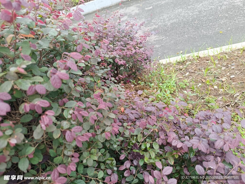路边紫叶植物景观
