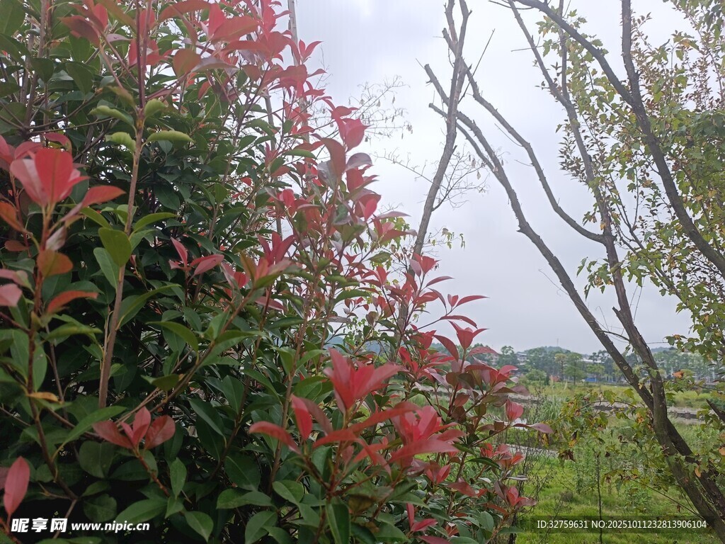 繁花绿树间的自然景致