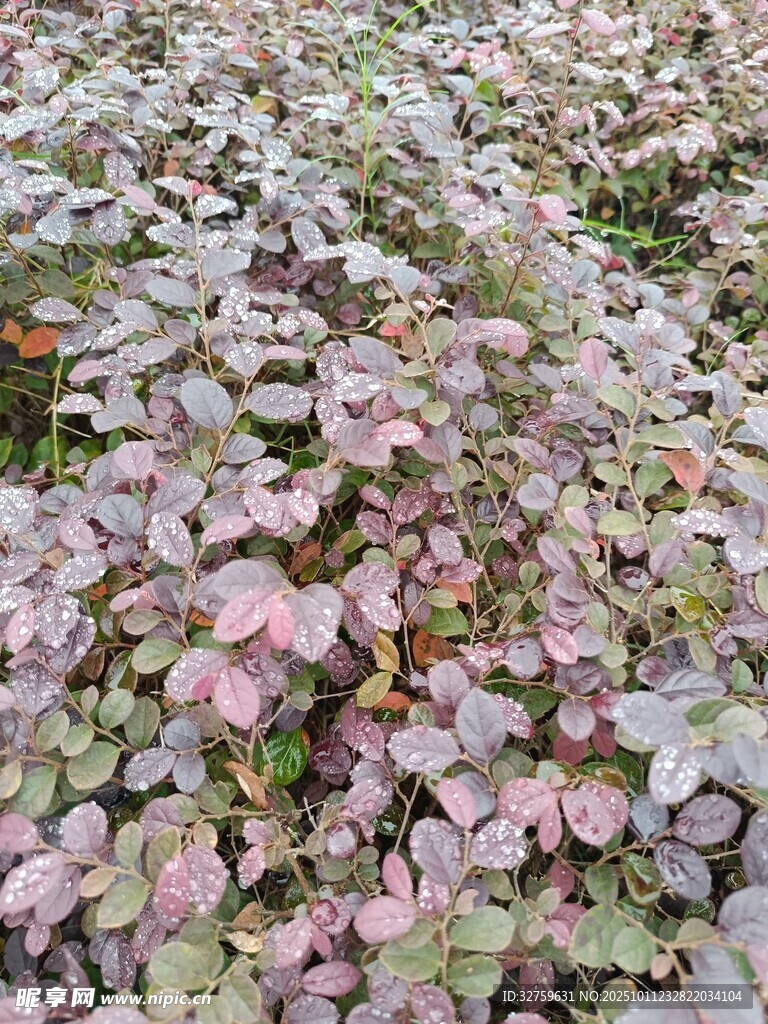 粉色叶片植物景观