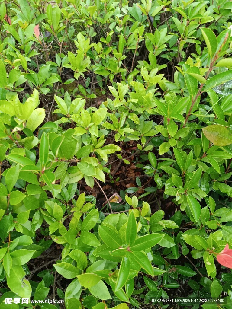 翠绿繁茂的灌木丛