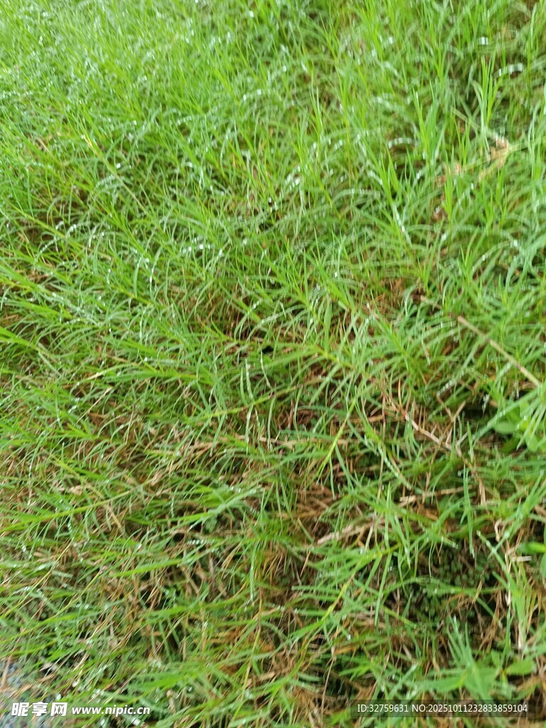 茂密绿色草丛景观