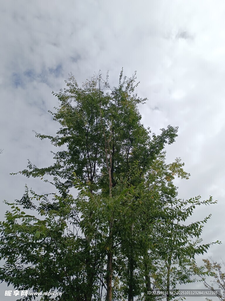 挺拔绿树仰视蓝天白云