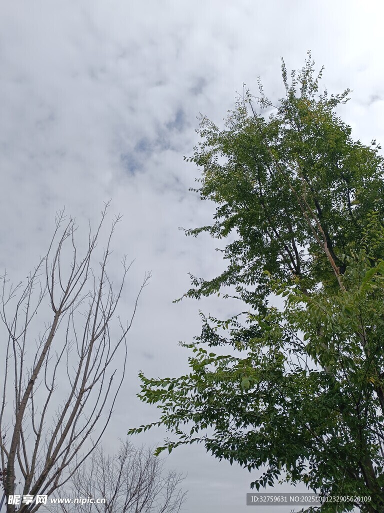 天空下的树木景致