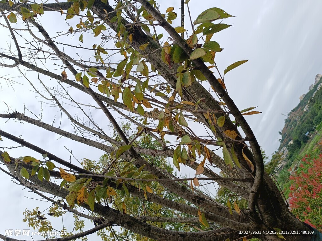 秋日光秃树枝与零星绿叶