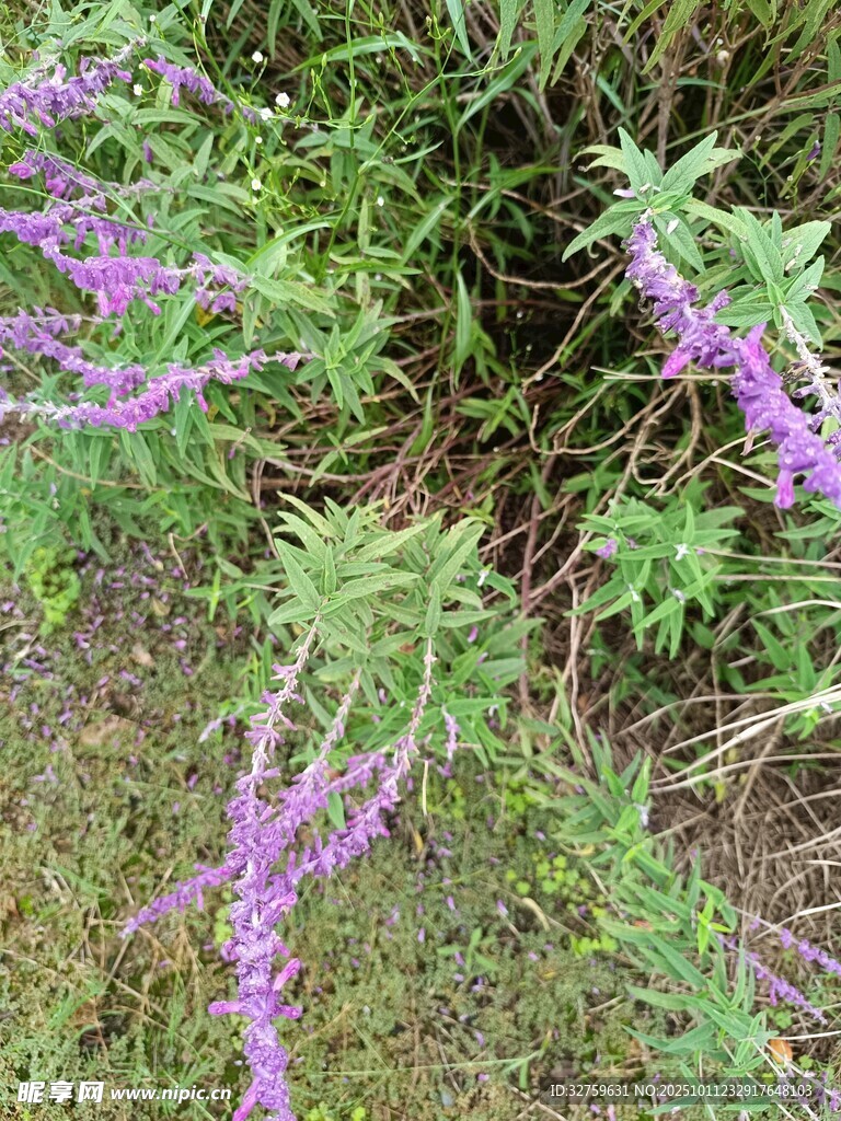 紫色花卉特写