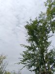 天空下的葱郁绿树