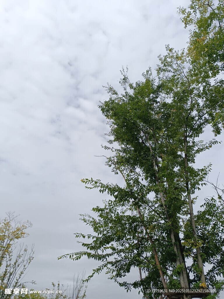 天空下的葱郁绿树