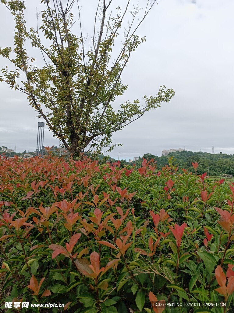 秋日多彩植物与孤树景观