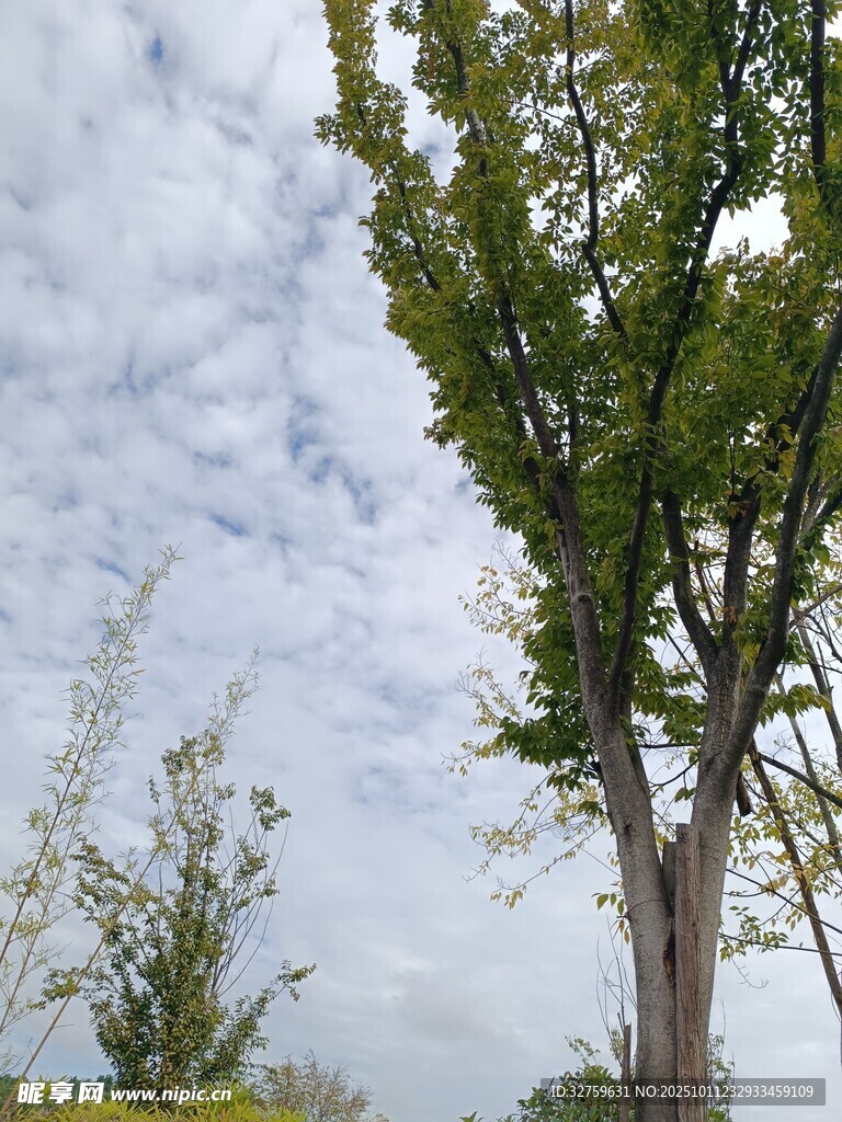 天空下的绿树