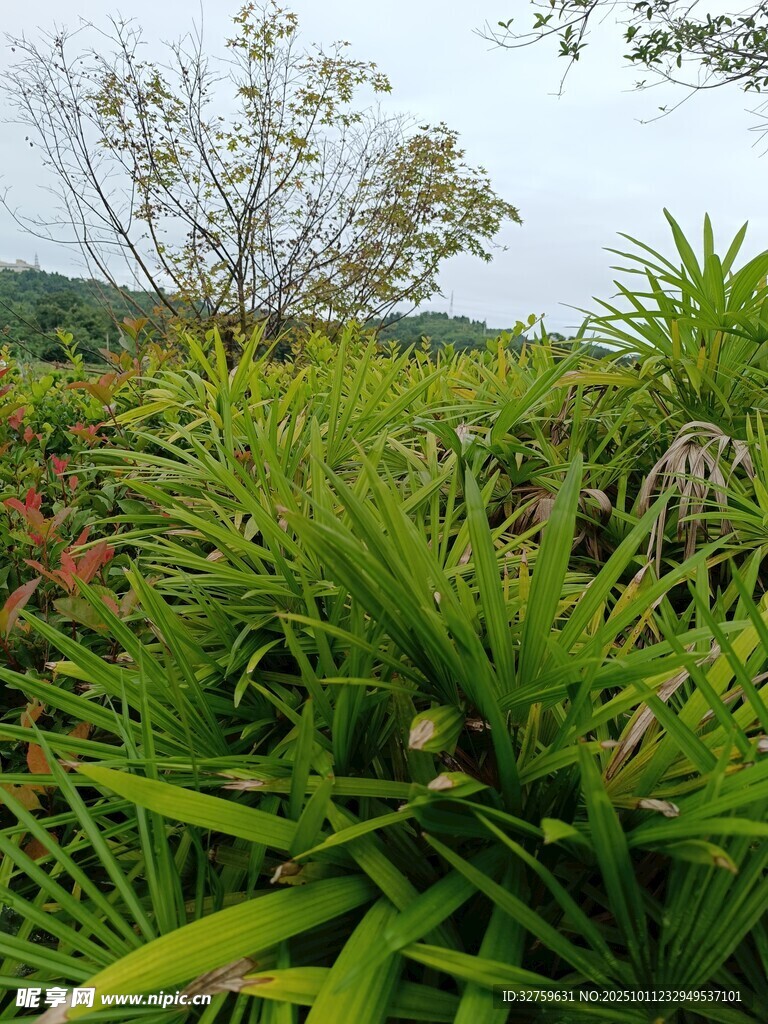 绿意盎然的野外植物景观