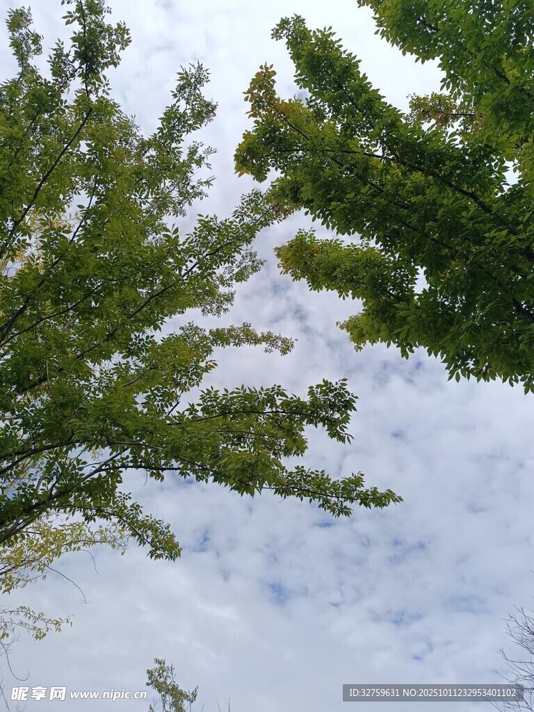 仰视绿树与天空