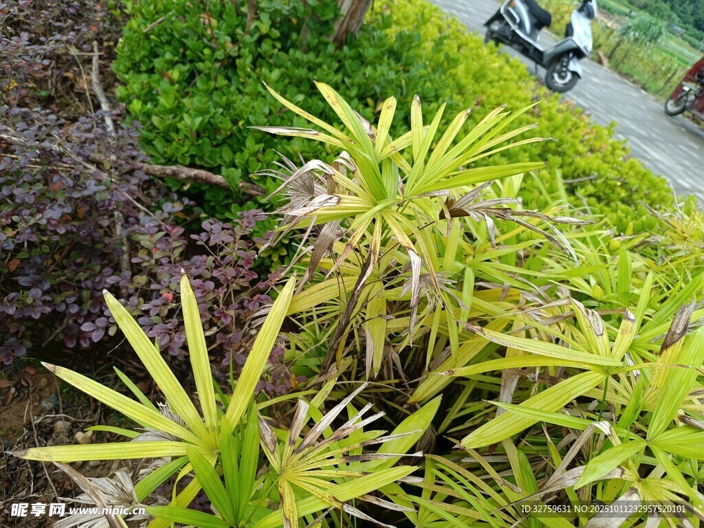 路边生长的翠绿植物