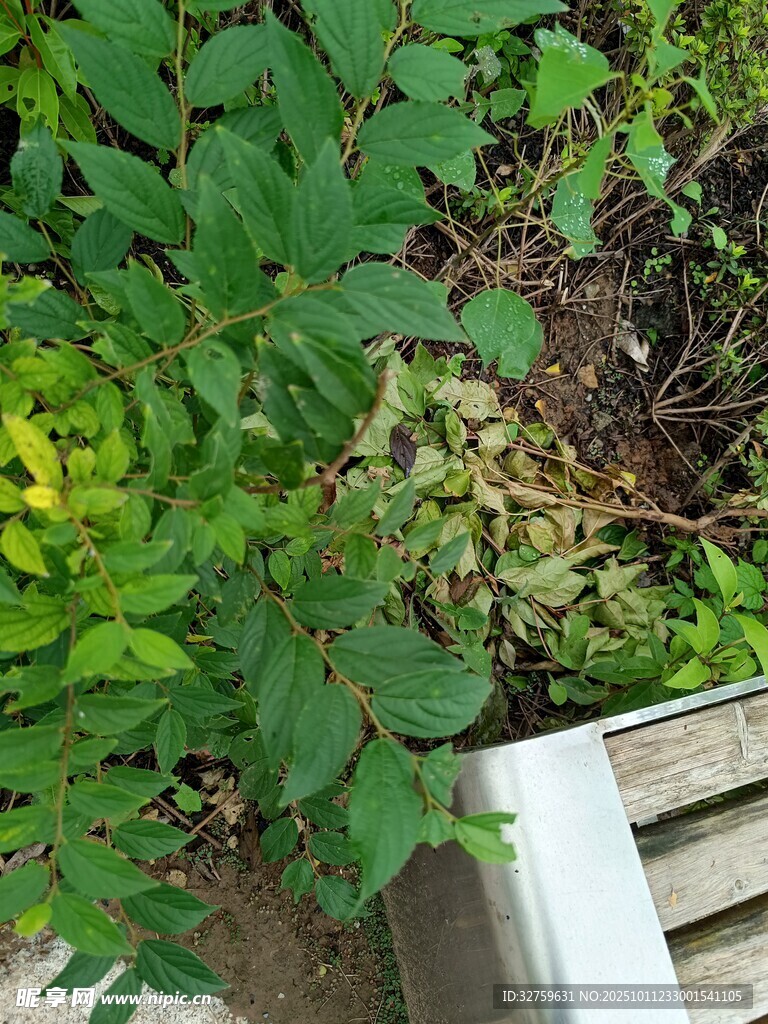 绿植环绕的木质角落