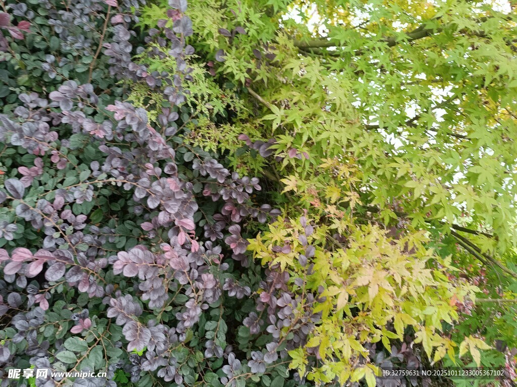 多彩植物景观