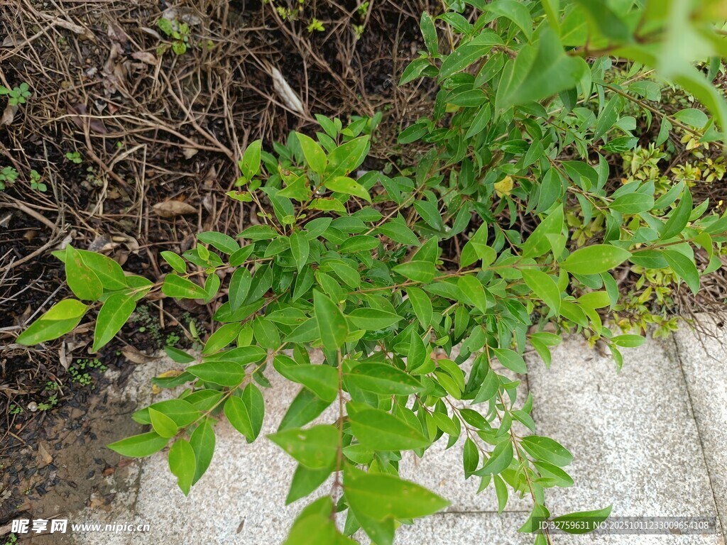 路边生长的绿色植物