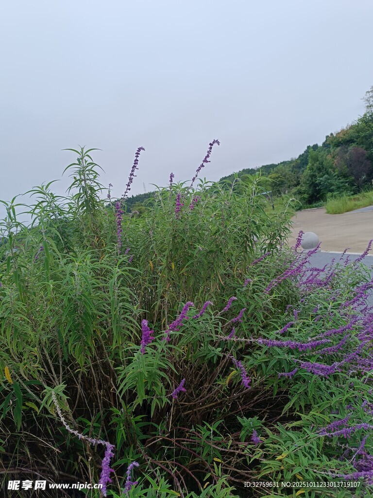 路边繁茂的紫色花草景观