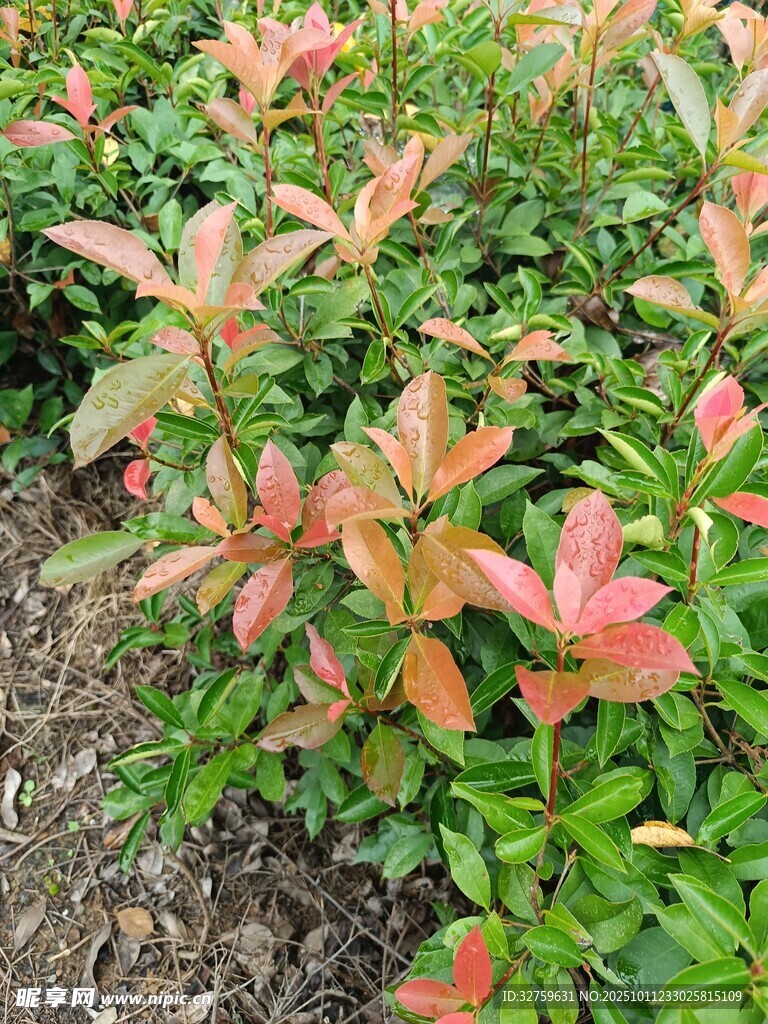多彩红叶植物景观