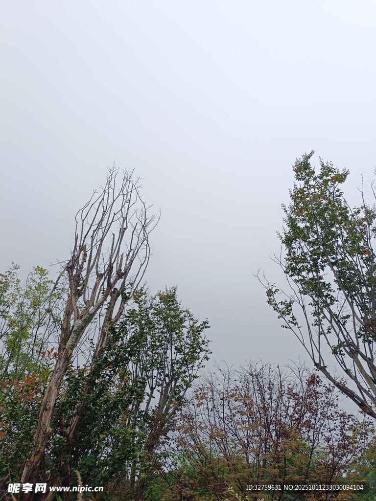 暴风雨后受损的树木景观