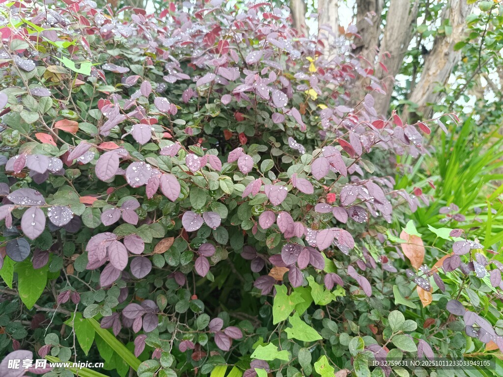 紫叶植物景观