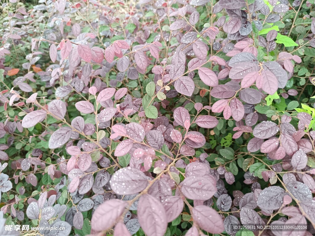 粉色叶片植物景观