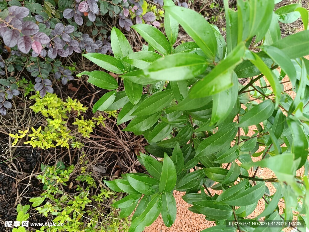 绿叶植物特写