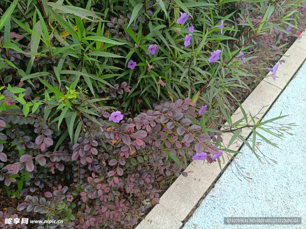 路边紫色小花与绿植景观