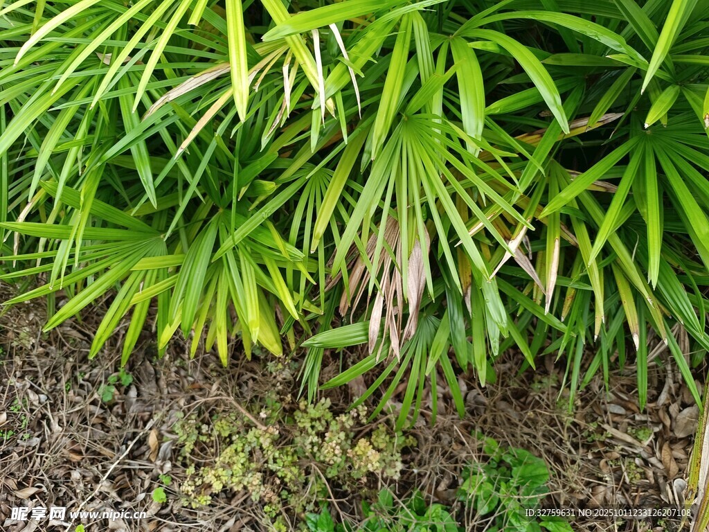 翠绿繁茂的热带植物景观